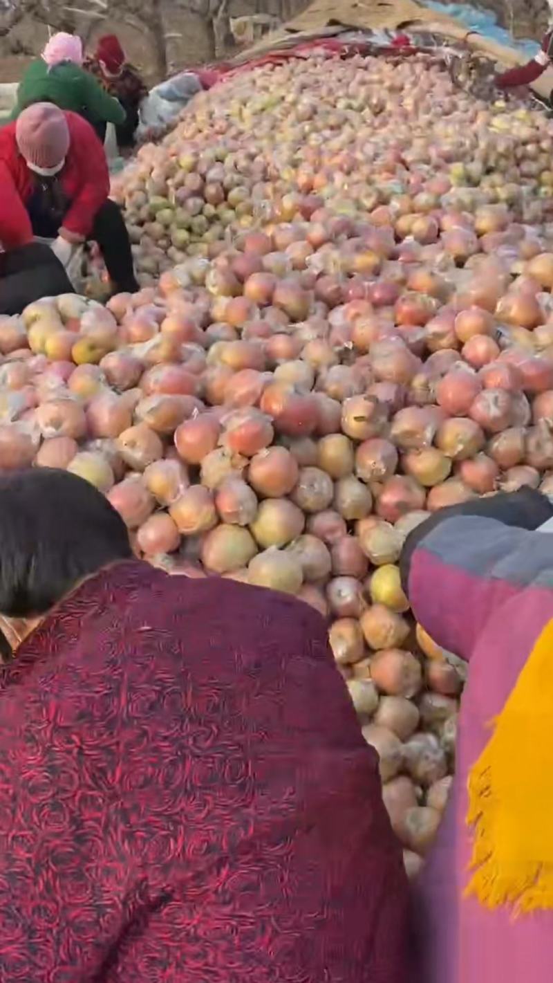 山东红富士苹果万亩果园库存苹果大量现货