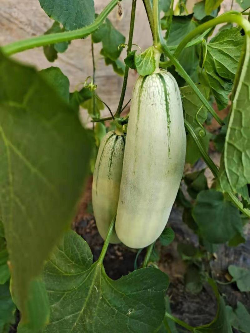 博洋61甜瓜：暖棚头茬、自然成熟、又脆又甜
