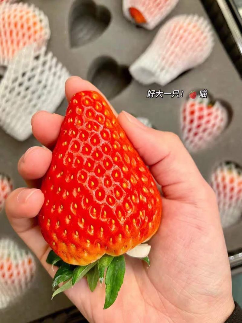 一件代发黑金礼盒丹东99红颜牛奶草莓3斤批发代办团购