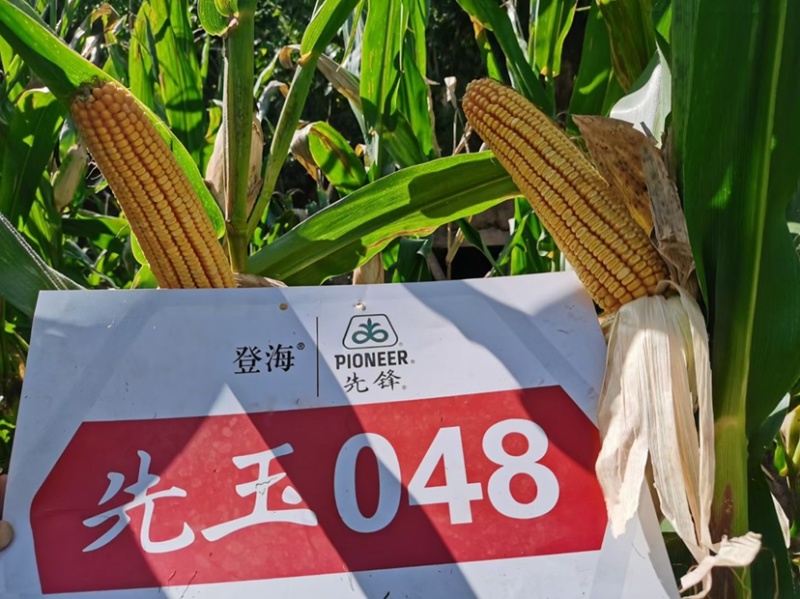 先玉048玉米种子耐热抗病产量高根系发达