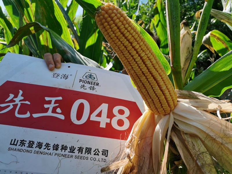 先玉048玉米种子耐热抗病产量高根系发达