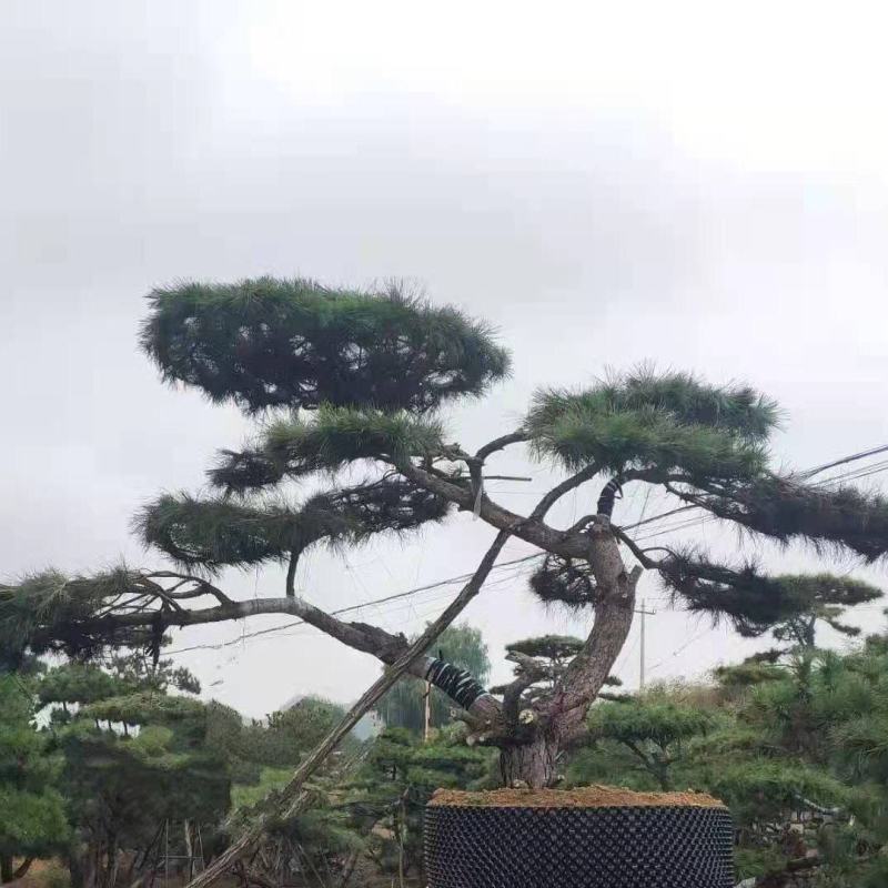 精品造型黑松造型油松迎客松，庭院景观松，房地产黑松