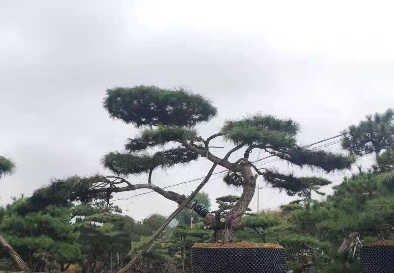精品造型黑松造型油松迎客松，庭院景观松，房地产黑松