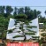 精品造型黑松造型油松迎客松，庭院景观松，房地产黑松