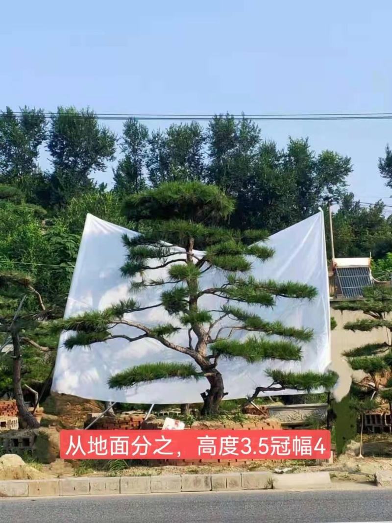 精品造型黑松造型油松迎客松，庭院景观松，房地产黑松