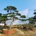 精品造型黑松造型油松迎客松，庭院景观松，房地产黑松