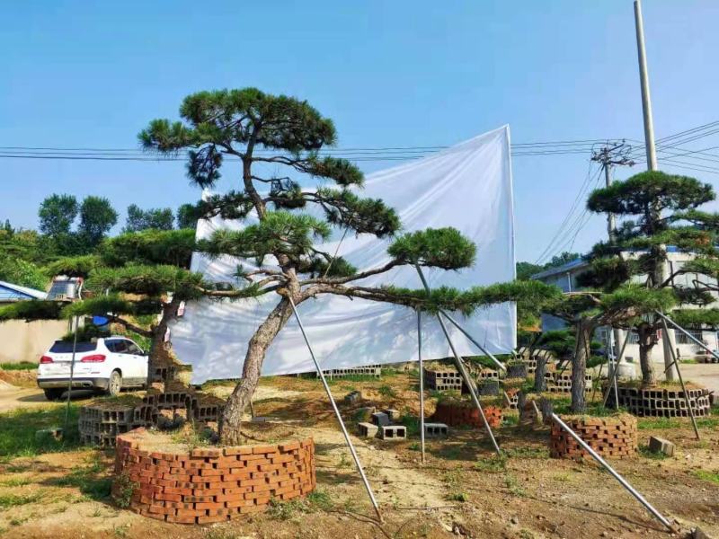 精品造型黑松造型油松迎客松，庭院景观松，房地产黑松