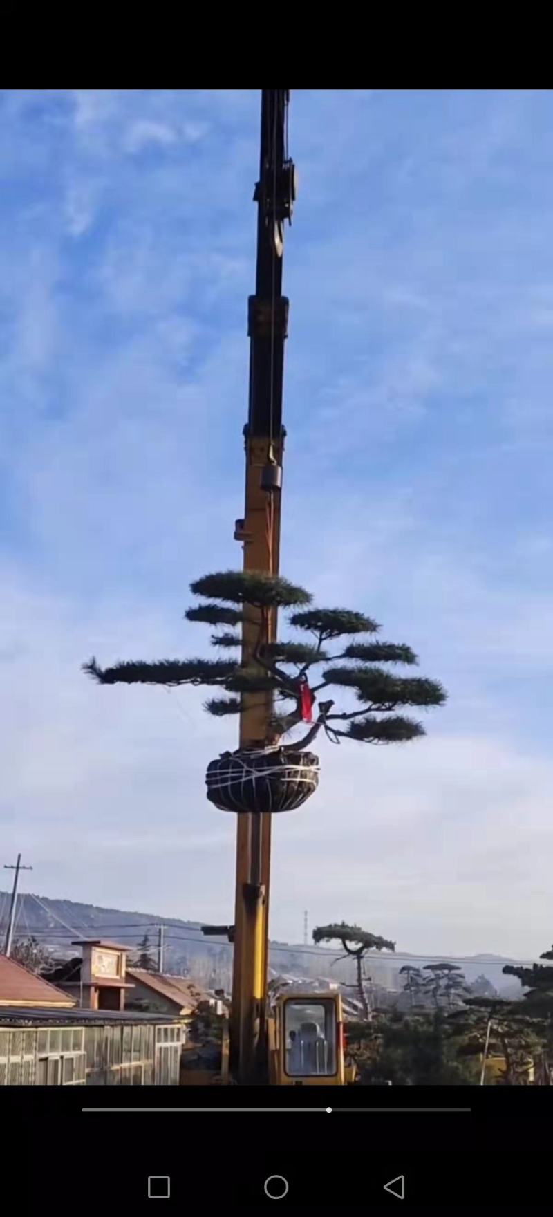 精品造型黑松造型油松迎客松，庭院景观松，房地产黑松