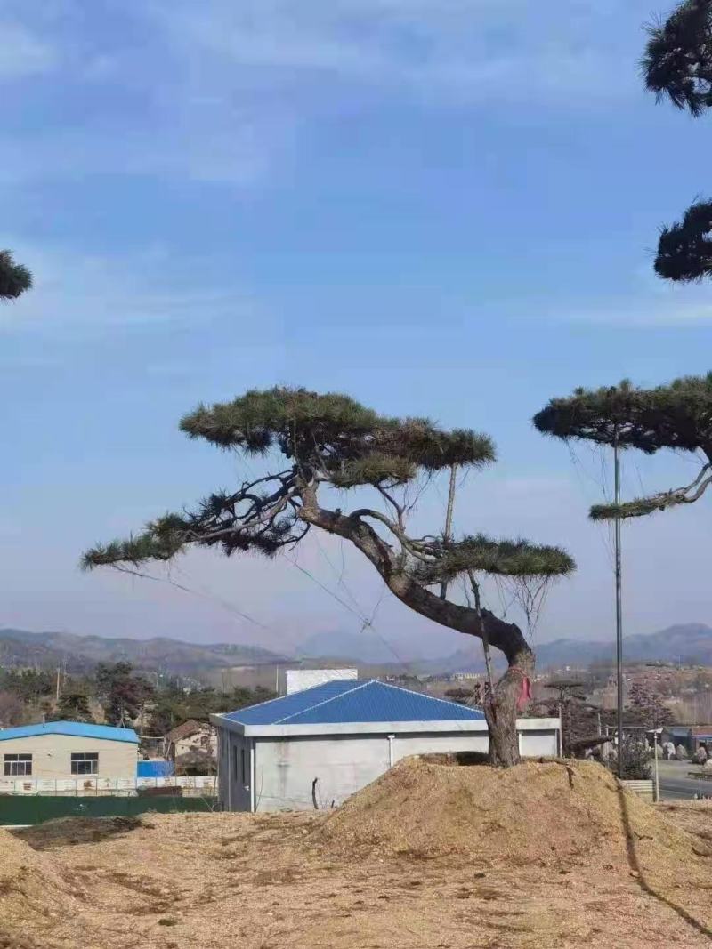 精品造型黑松造型油松迎客松，庭院景观松，房地产黑松