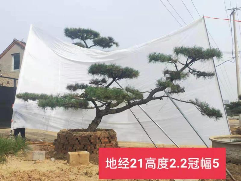 精品造型黑松造型油松迎客松，庭院景观松，房地产黑松