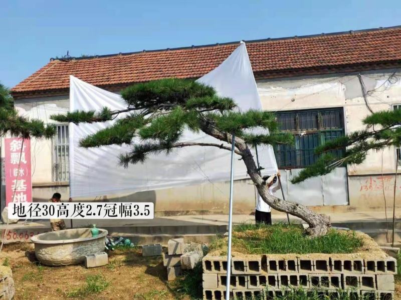 精品造型黑松造型油松迎客松，庭院景观松，房地产黑松