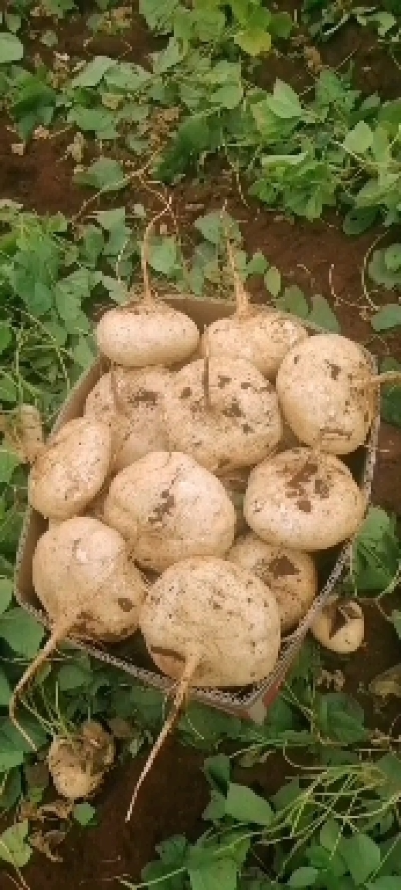 美丽的中国最南端生产岀漂亮的凉薯，又白又胖，甜脆无渣。