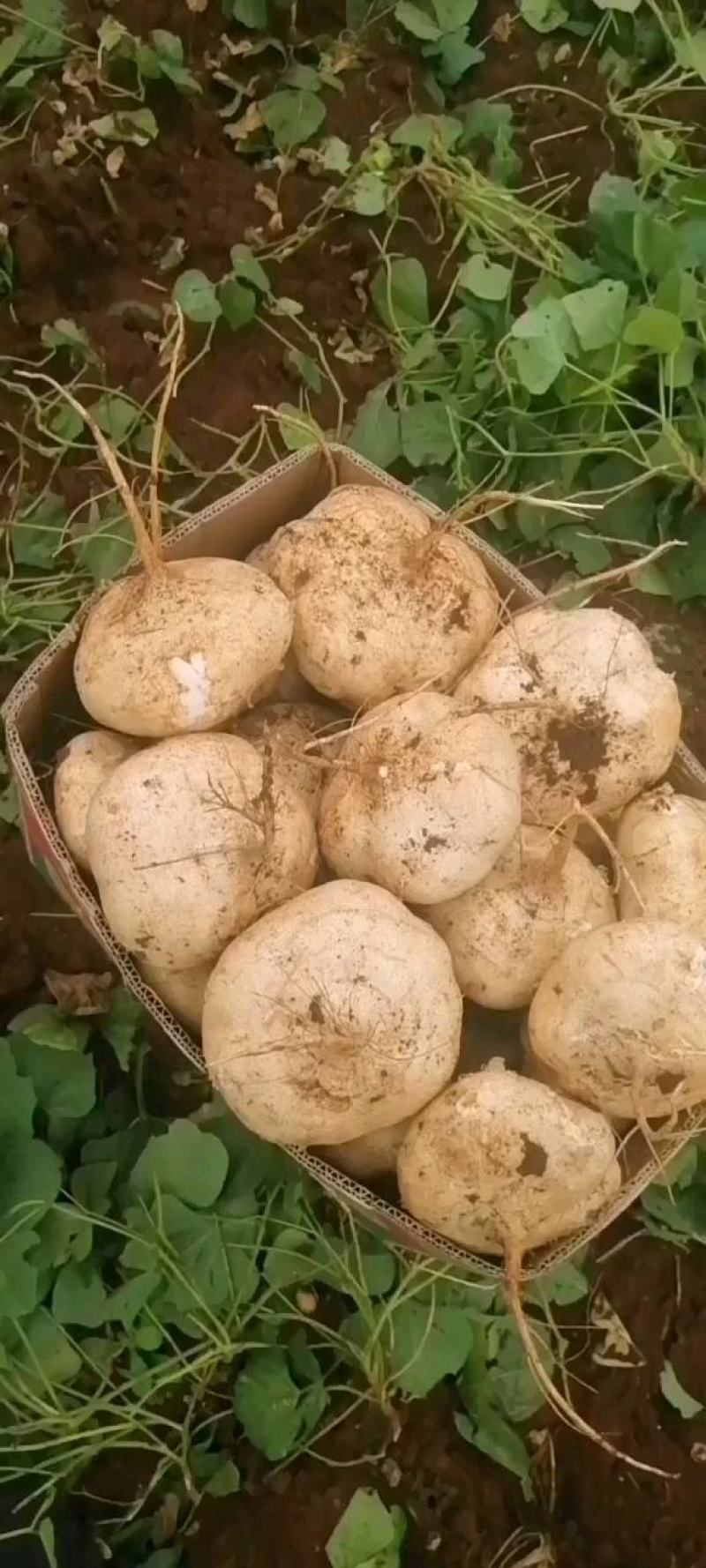 美丽的中国最南端生产岀漂亮的凉薯，又白又胖，甜脆无渣。
