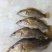 斑桂，石桂，斑桂，老虎桂，老虎桂