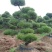 【推荐】造型黑松自家苗圃直销保证品质售后完善放心购