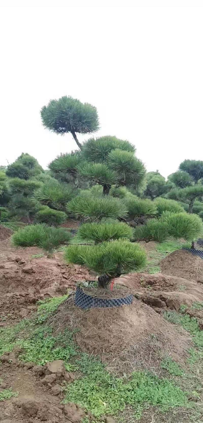【推荐】造型黑松自家苗圃直销保证品质售后完善放心购