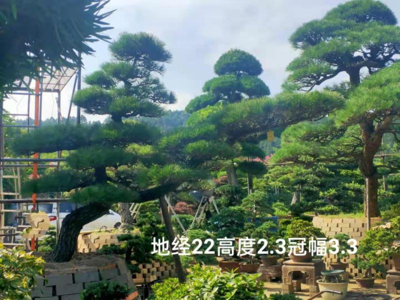 【推荐】造型黑松自家苗圃直销保证品质售后完善放心购