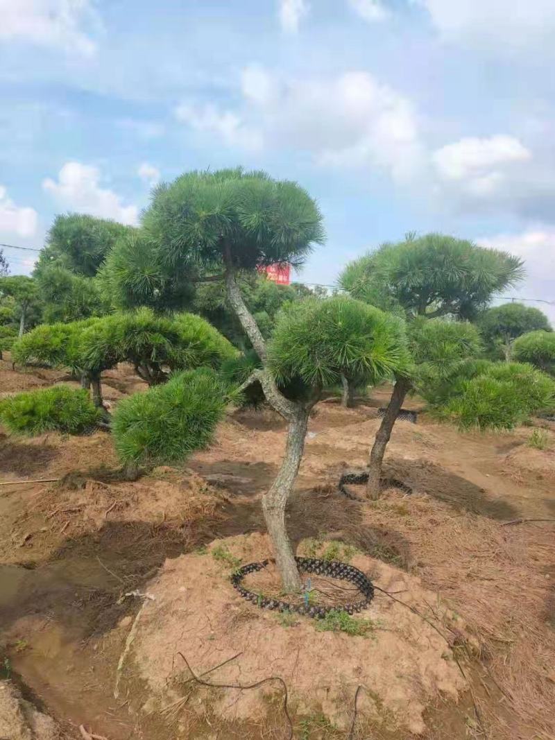 【推荐】造型黑松自家苗圃直销保证品质售后完善放心购