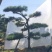 【推荐】造型黑松自家苗圃直销保证品质售后完善放心购