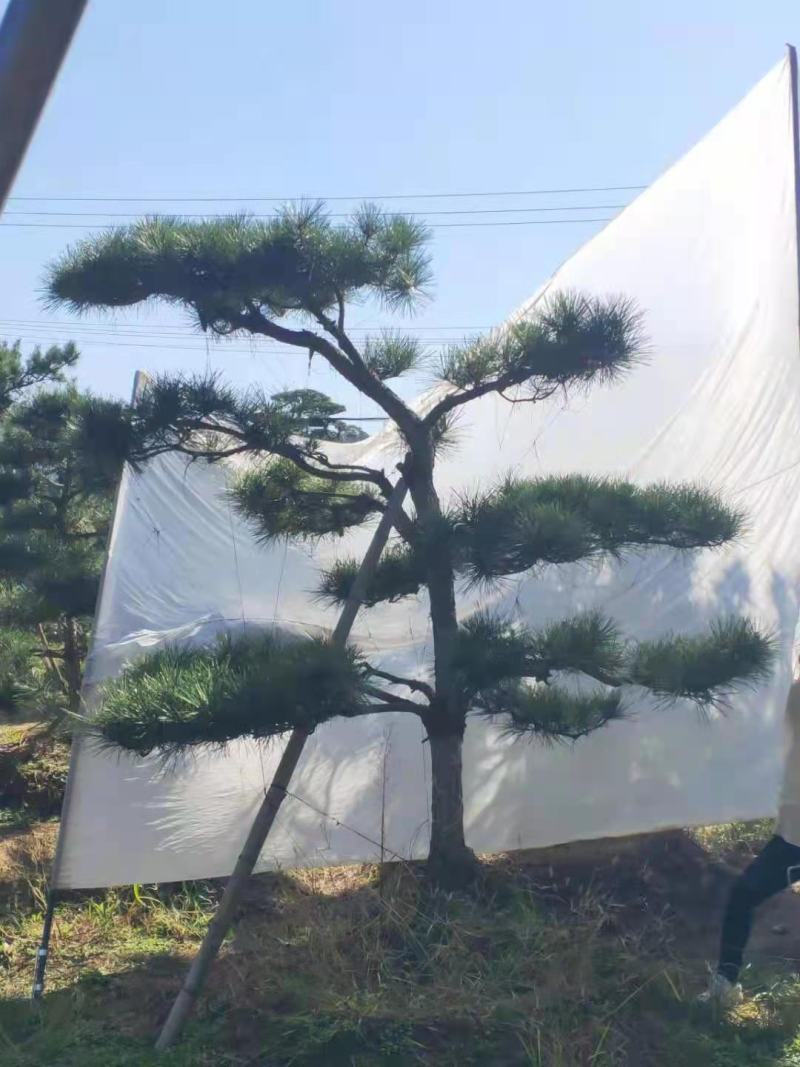 【推荐】造型黑松自家苗圃直销保证品质售后完善放心购