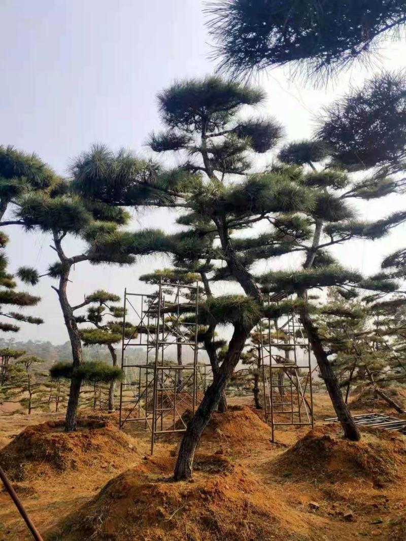 【推荐】造型黑松自家苗圃直销保证品质售后完善放心购