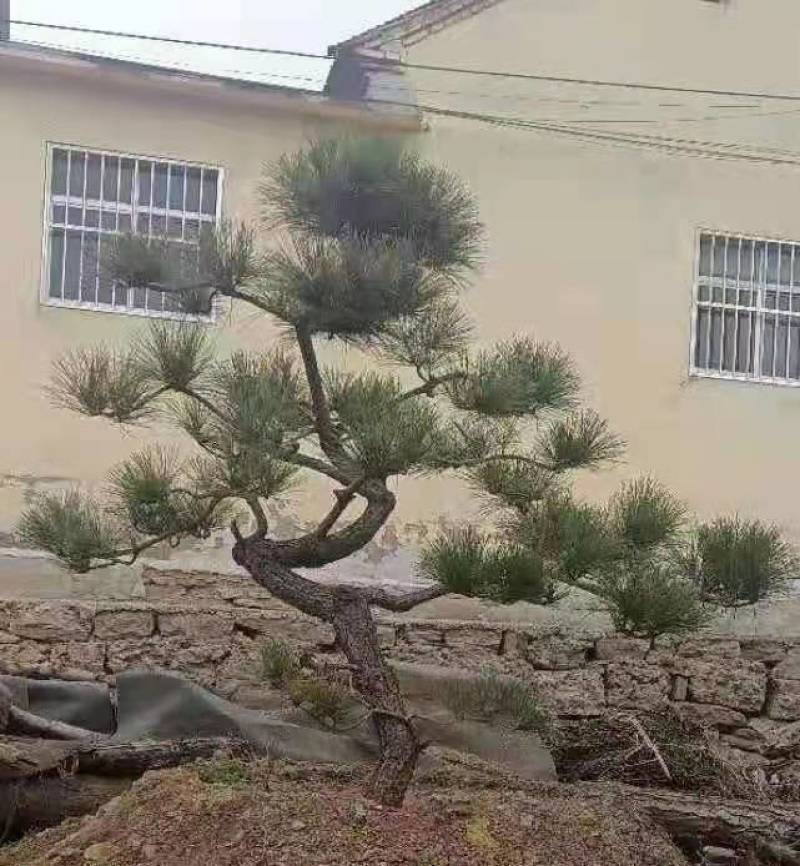 【推荐】造型黑松自家苗圃直销保证品质售后完善放心购