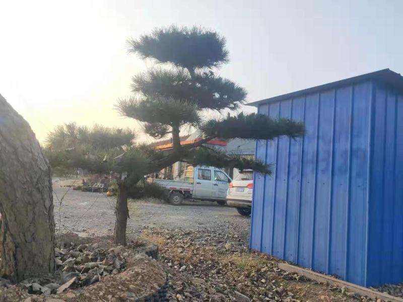 【推荐】造型黑松自家苗圃直销保证品质售后完善放心购