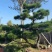【推荐】造型黑松自家苗圃直销保证品质售后完善放心购