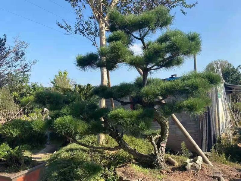 【推荐】造型黑松自家苗圃直销保证品质售后完善放心购