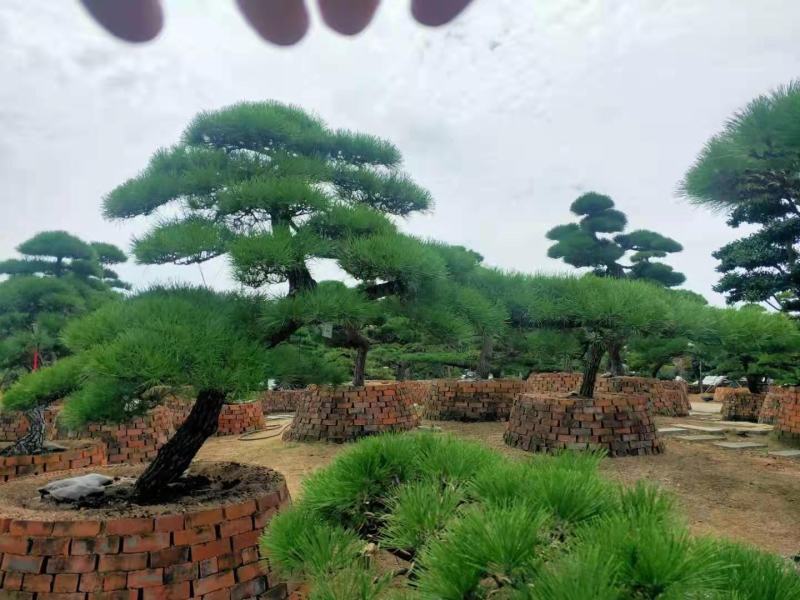 【推荐】造型黑松自家苗圃直销保证品质售后完善放心购