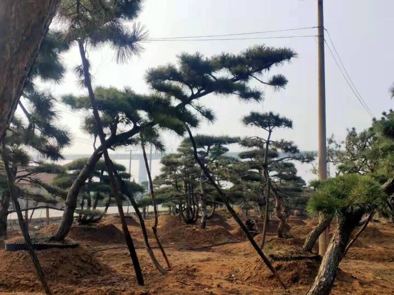 【推荐】造型黑松自家苗圃直销保证品质售后完善放心购