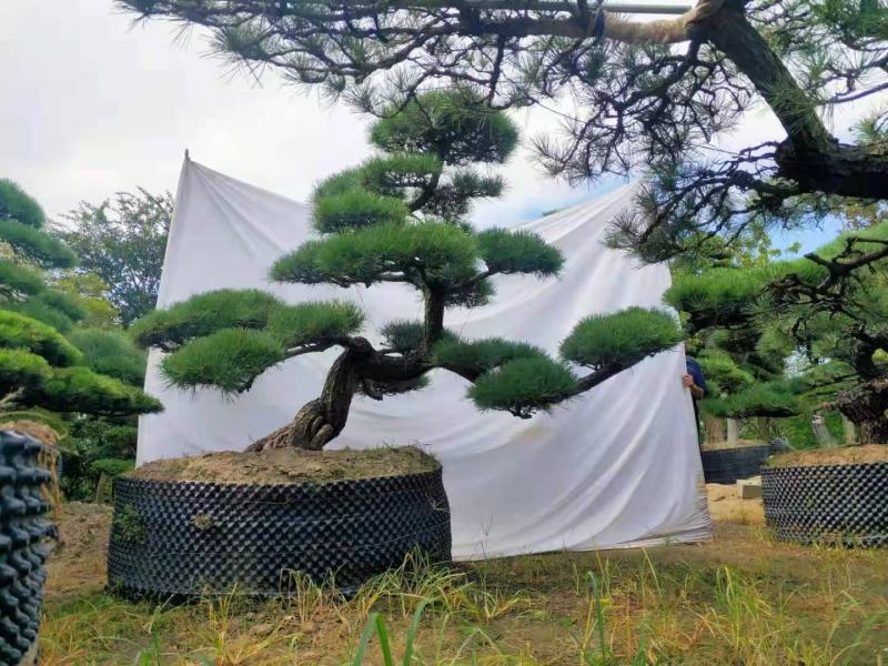 【推荐】造型黑松自家苗圃直销保证品质售后完善放心购
