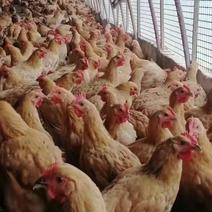土三母鸡均重4.3斤桂林5字头。