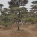 【精品】造型油松自家苗圃直营造型优美服务保障良心价