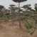 【精品】造型油松自家苗圃直营造型优美服务保障良心价