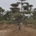 【精品】造型油松自家苗圃直营造型优美服务保障良心价