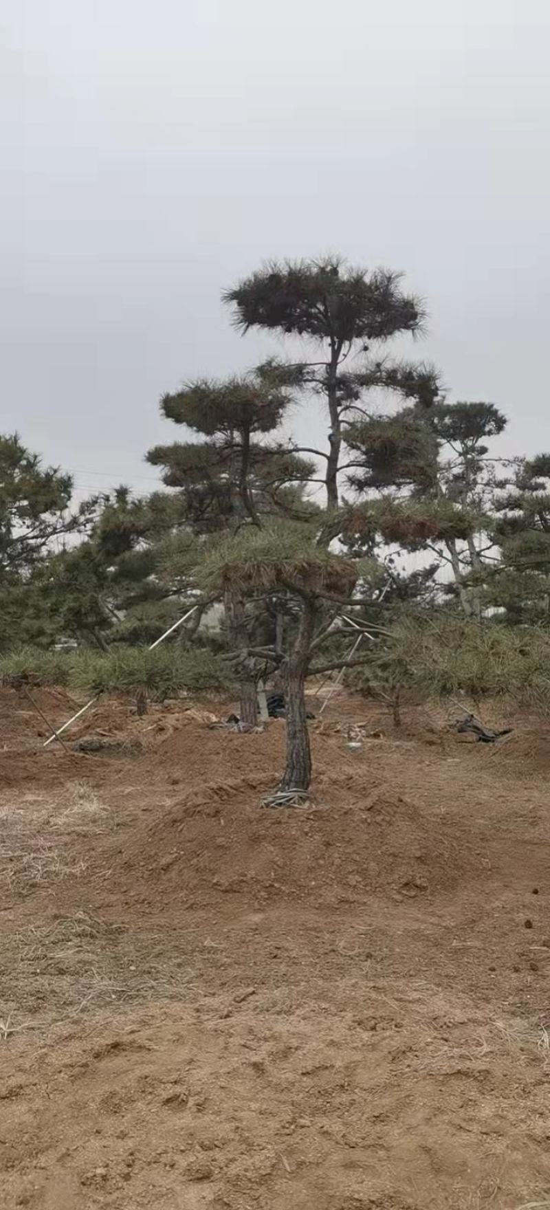 【精品】造型油松自家苗圃直营造型优美服务保障良心价