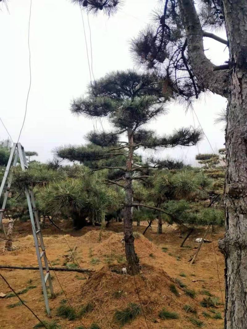 【精品】造型油松自家苗圃直营造型优美服务保障良心价