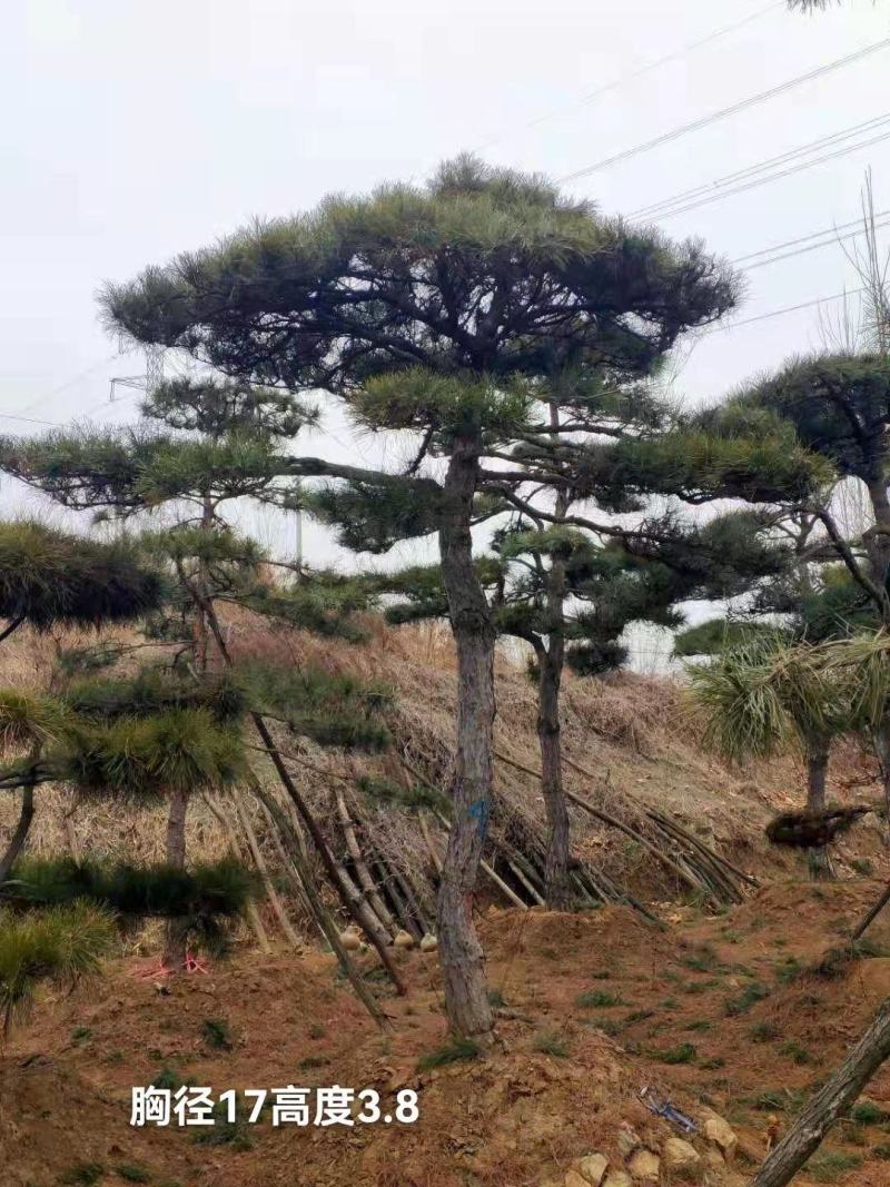 【精品】造型油松自家苗圃直营造型优美服务保障良心价