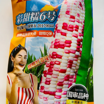 晓富彩甜糯6号玉米种子春秋基地鲜食玉米种籽彩甜糯玉米