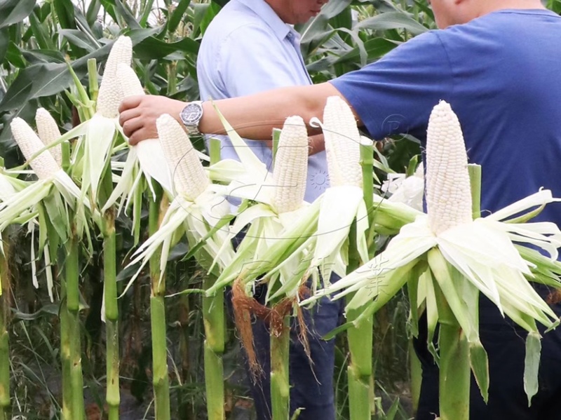 珍珍糯600白糯玉米种子基地专用鲜食玉米种子糯中带甜