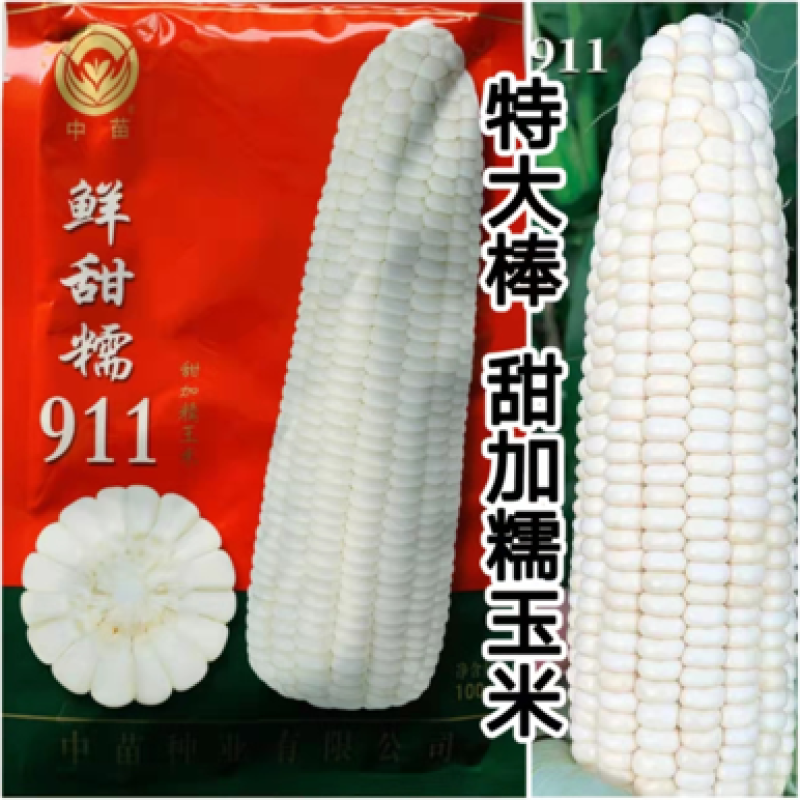大穗饱满鲜甜糯911白色甜加糯玉米种子鲜食甜糯玉米种子
