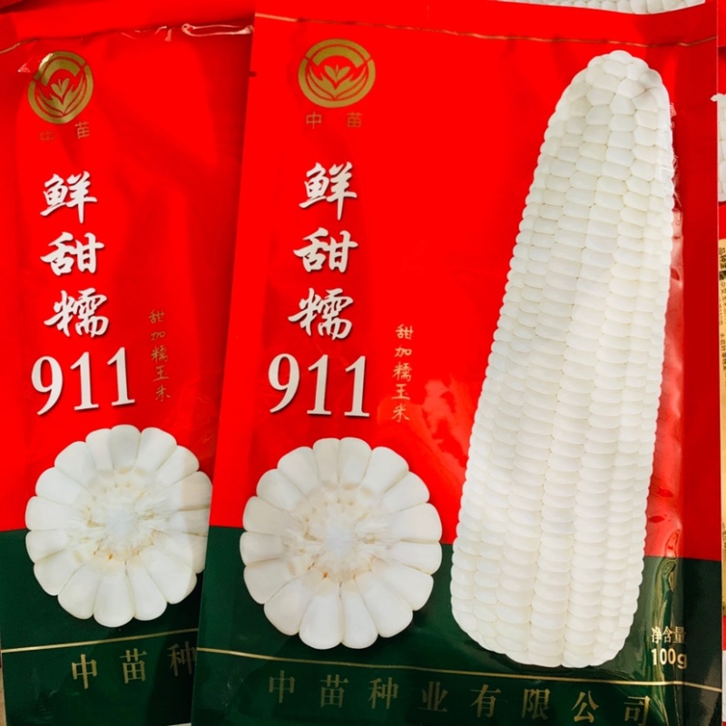 大穗饱满鲜甜糯911白色甜加糯玉米种子鲜食甜糯玉米种子