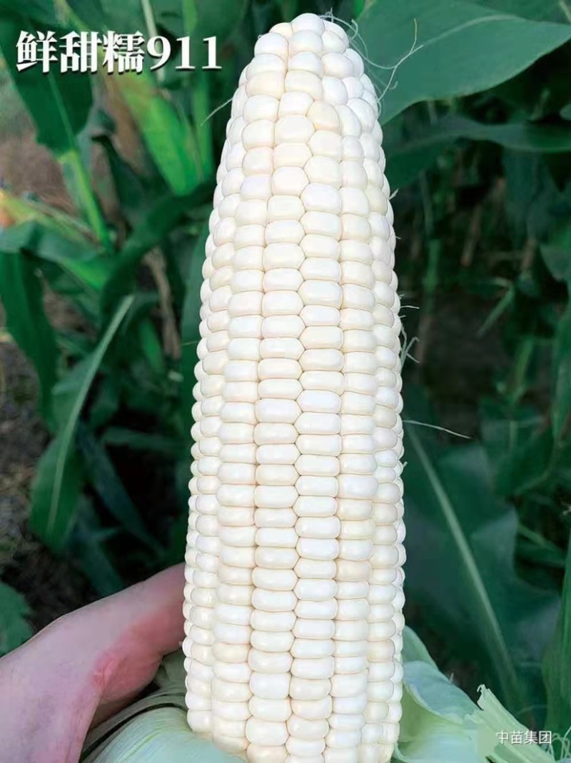 大穗饱满鲜甜糯911白色甜加糯玉米种子鲜食甜糯玉米种子