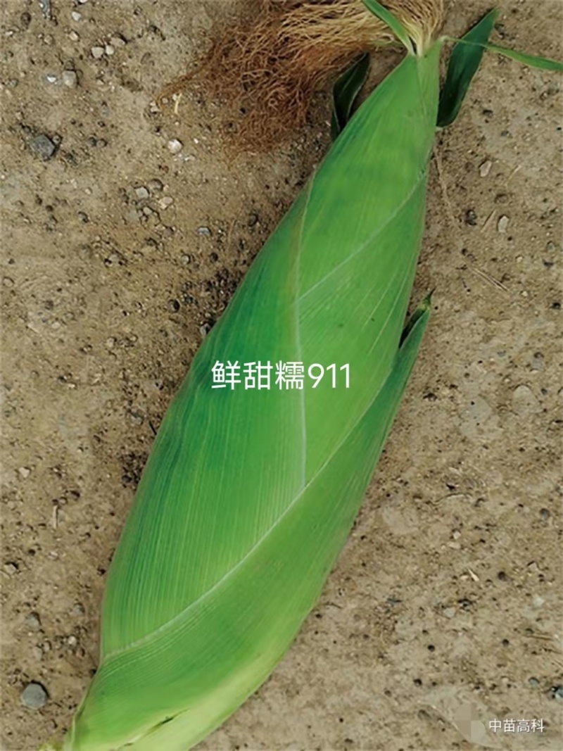 大穗饱满鲜甜糯911白色甜加糯玉米种子鲜食甜糯玉米种子