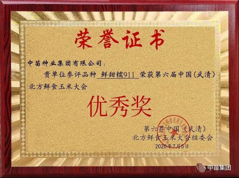 大穗饱满鲜甜糯911白色甜加糯玉米种子鲜食甜糯玉米种子
