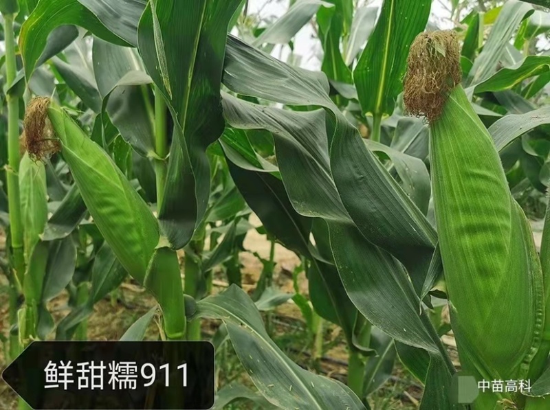 大穗饱满鲜甜糯911白色甜加糯玉米种子鲜食甜糯玉米种子