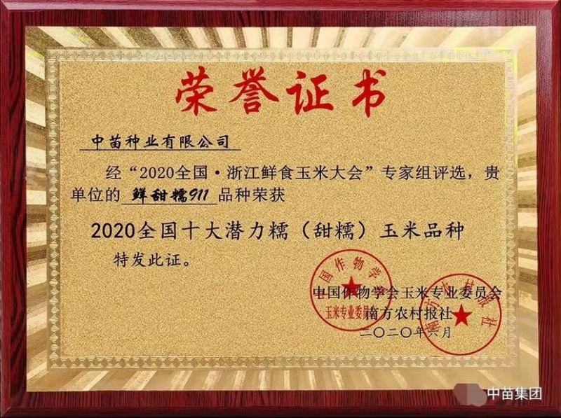 大穗饱满鲜甜糯911白色甜加糯玉米种子鲜食甜糯玉米种子