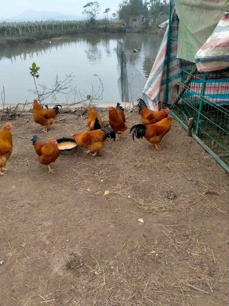 阉鸡