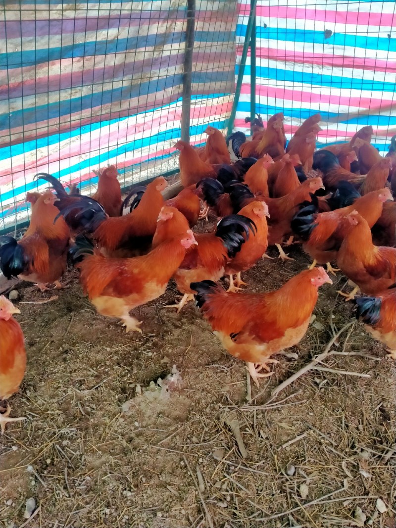 阉鸡